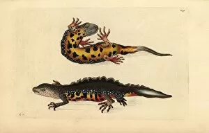 Critically Collection: Great crested newt, Triturus cristatus Critically