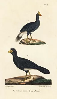 Oeuvres Collection: Great curassow and southern helmeted curassow