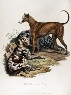 Great Dane 1803