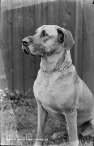 Loyal Prints: A Great Dane