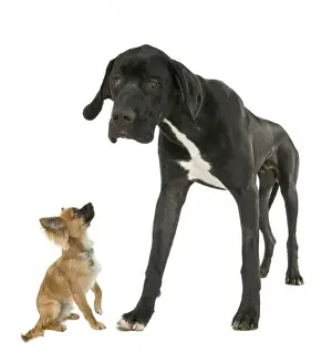 Chihuahua Prints: Great Dane with Chihuahua