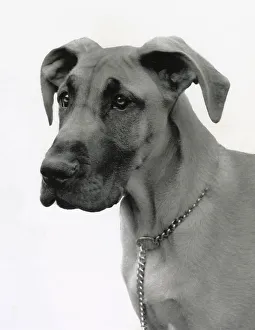 Dane Prints: Great Dane dog with chain collar Date: 1950s