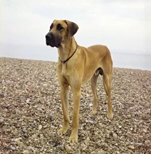 Images Dated 25th May 2017: Great Dane on a pebbly beach
