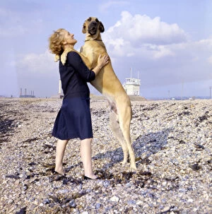 Great Dane and woman on a pebbly beach