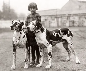 Pre War Prints: Great Danes at police dog show, White city, London