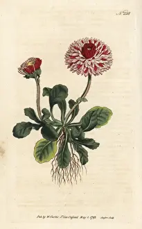Sansom Prints: Great double daisy, Bellis perennis var. major flore pleno