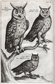 Images Dated 30th August 2012: Great Eagle owl, Horn owl and Little Horn owl
