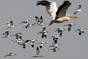 Rosy Collection: Great / Eastern White / Rosy Pelican - in flight with a flock of Avocets