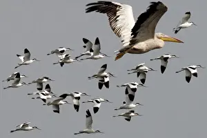 Rosy Prints: Great / Eastern White / Rosy Pelican - in flight with a flock of Avocets