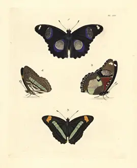 Dorsal Prints: Great eggly and iphiclus sister butterfly
