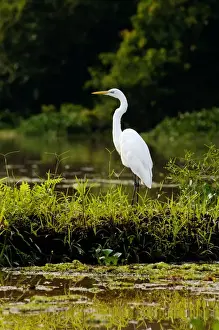 Wader Prints: Great Egret feeds on fish in an oxbow lake in Kinabatangan