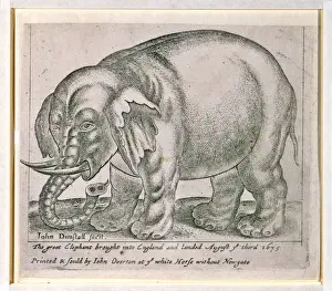 The great elephant brought into england and landed August ye