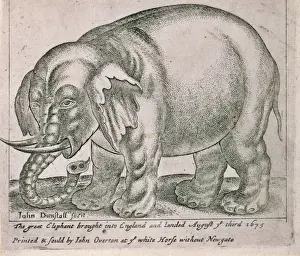 Geffrye Museum Prints: The great elephant brought into england and landed August ye
