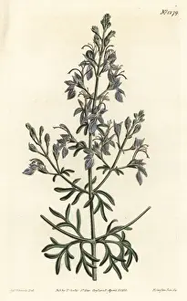 Teucrium Prints: Great-flowered germander, Teucrium orientale