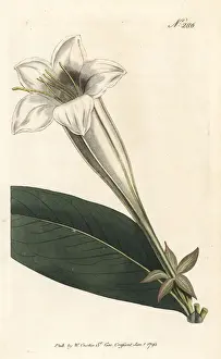 Grandiflora Prints: Great-flowered portlandia, Portlandia grandiflora