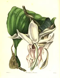 Great flowered stanhopea orchid, Stanhopea grandiflora