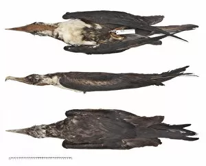 Seabird Gallery: Great frigatebird, Fregata minor nicolli