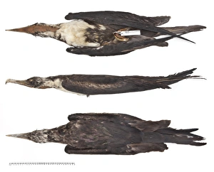 Images Dated 19th October 2010: Great frigatebird, Fregata minor nicolli