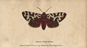 Arctia Gallery: Great or garden tiger moth, Arctia caja