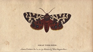 Arctia Gallery: Great or garden tiger moth, Arctia caja