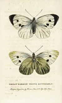 Great garden white butterfly, Pieris brassicae
