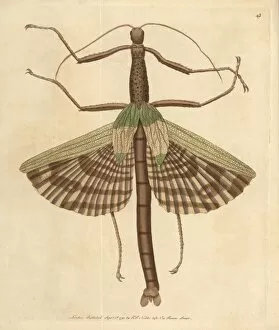 Gigantic Gallery: Great or gigantica mantis, Mantis gigas, from Amboyna