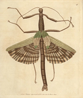 Amboyna Collection: Great or gigantica mantis, Mantis gigas, from Amboyna