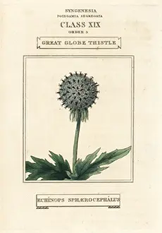 Duppa Prints: Great globe thistle, Echinops sphaerocephalus