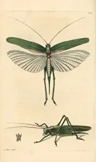 Great green bush cricket, Tettigonia viridissima