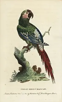 Georgeedwards Prints: Great green macaw, Ara ambiguus