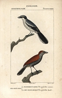 Stipple Gallery: Great grey shrike and black-throated ant-shrike (female)