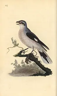 Great grey shrike (female), Lanius excubitor