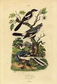 Shrike Prints: Great grey shrike, grey-backed fiscal and fiscal shrike