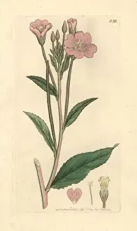 Hairy Prints: Great hairy willow-herb, Epilobium hirsutum