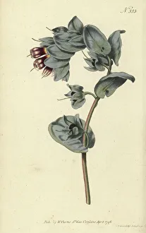 Stephen Couchman Prints: Great honeywort, Cerinthe major