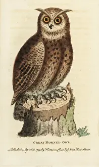 Great horned owl, Bubo virginianus