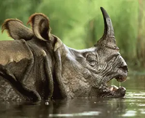Ears Prints: Great Indian / One-horned RHINOCEROS / rhino