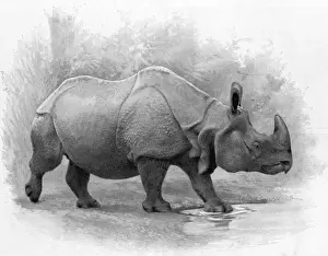 Rhinoceros Prints: Great Indian Rhinoceros, 1899