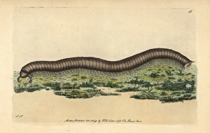 Great julus millipede, Julus maximus Giant Great julus millipede, Julus maximus Giant