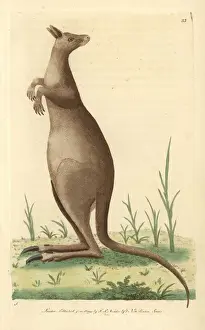 Polydore Prints: Great kanguroo or eastern grey kangaroo, Macropus giganteus