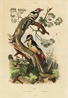 Dhistoire Collection: Great and lesser spotted woodpeckers