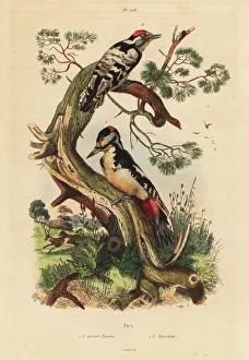 Steel Gallery: Great and lesser spotted woodpeckers