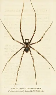 Great long-legged spider