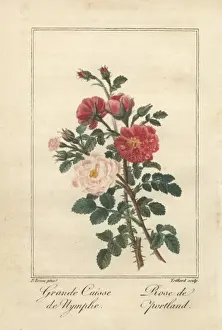 Hybrid Prints: Great maidens blush rose and Duchess of Portland rose