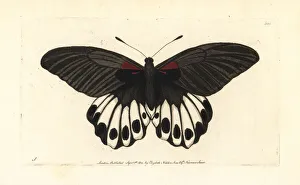 Naturalists Collection: Great mormon butterfly, Papilio memnon