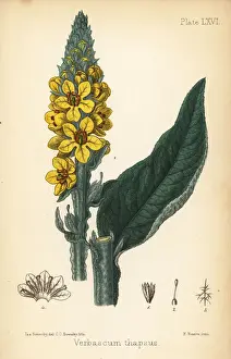 Homeopathica Prints: Great mullein, Verbascum thapsus