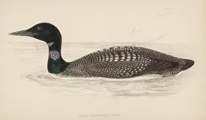 Great Northern Diver