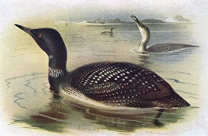Arctica Gallery: Great Northern Diver (Gavia immer)