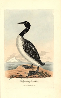 Great Northern Diver