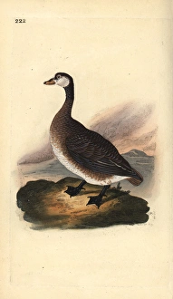 Great Northern Diver